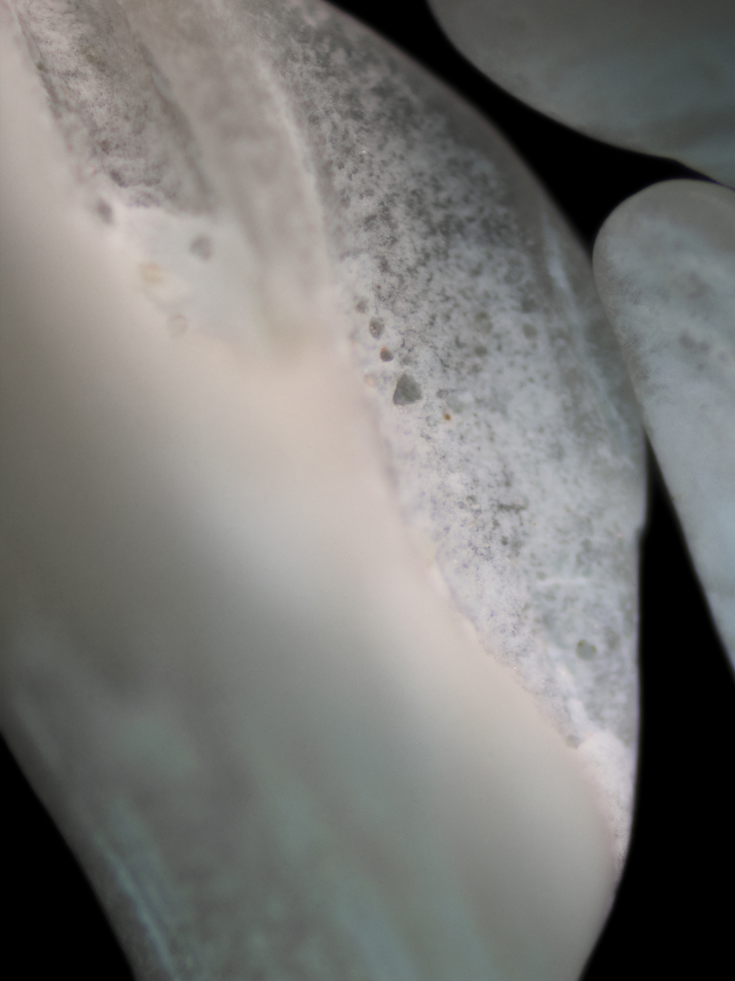 STUDIO WOLFRAM POSTPRODUCTION